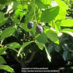 Location: Massachusetts garden
Date: September 23, 2017
My tree is a male, but in some years a few female flowers occur a