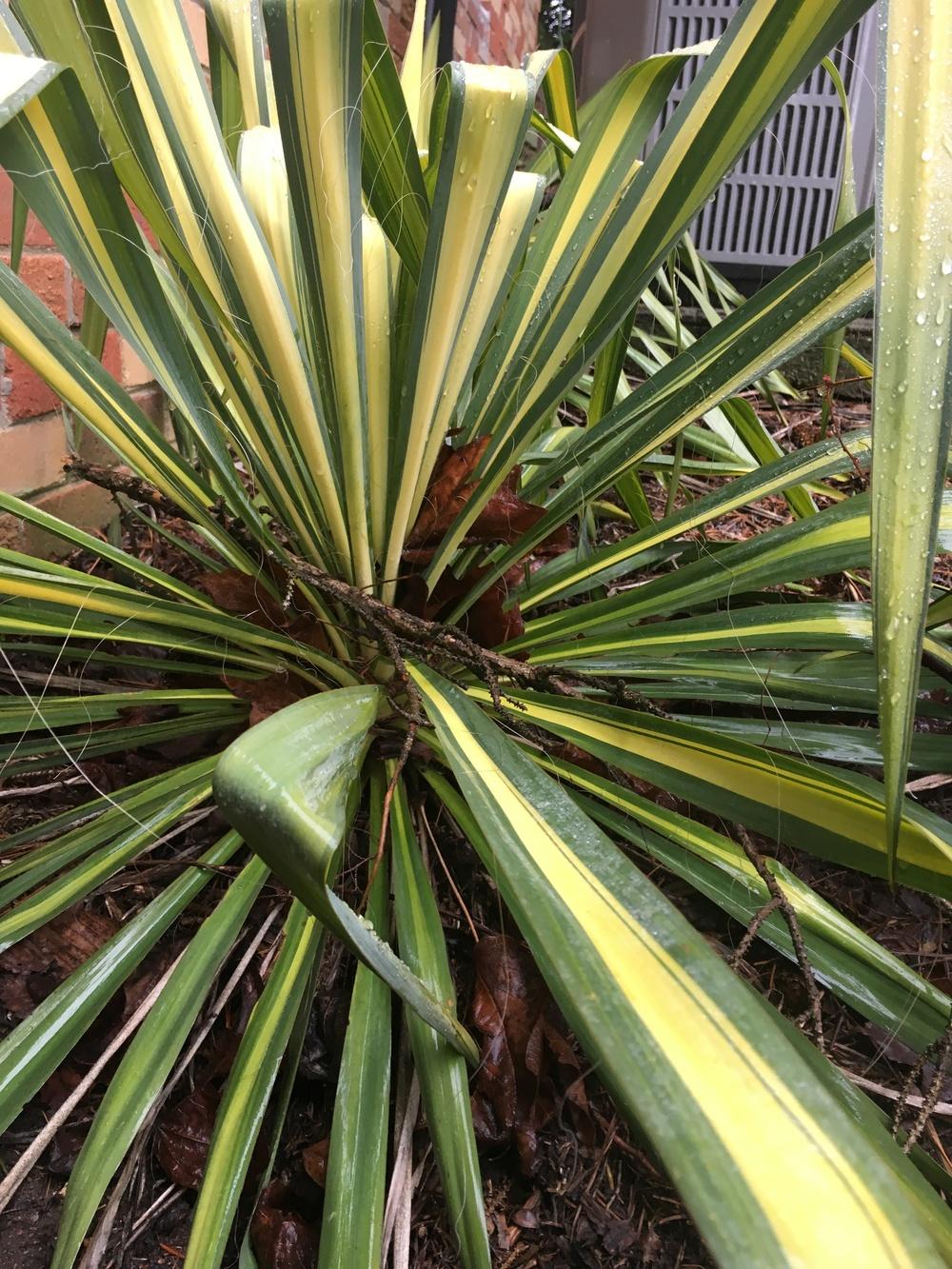 Photo of Variegated Adam's Needle (Yucca filamentosa 'Variegata') uploaded by Lucichar