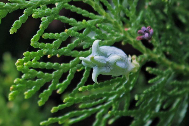 Arborvitaes Plant Care and Collection of Varieties