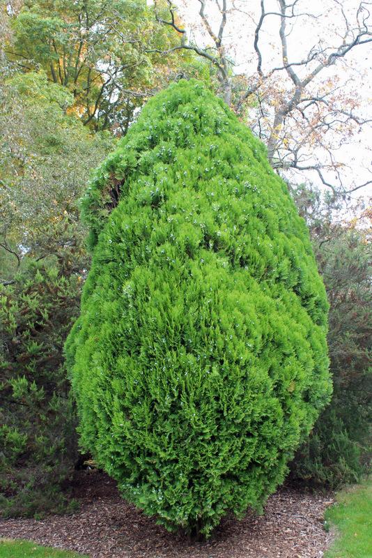 Arborvitaes Plant Care and Collection of Varieties