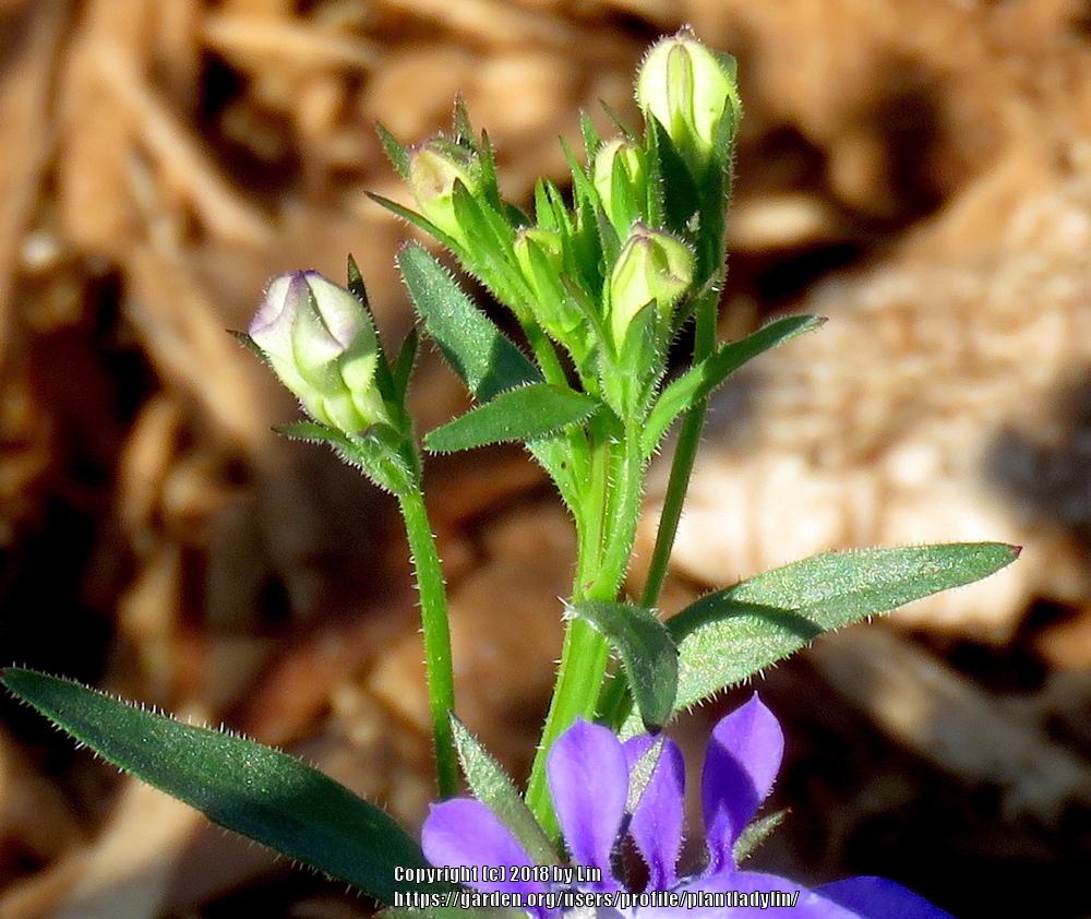 Photo of Annual Lobelia (Lobelia erinus) uploaded by plantladylin
