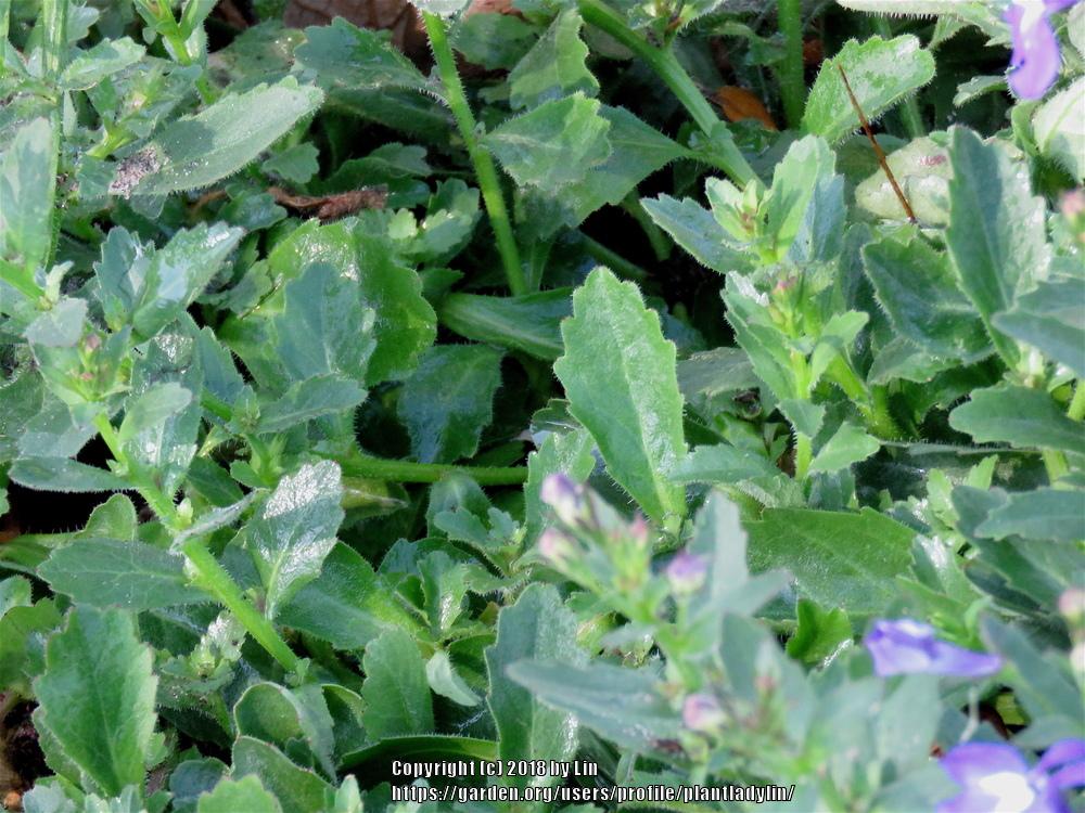 Photo of Annual Lobelia (Lobelia erinus) uploaded by plantladylin