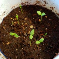 Location: Wilmington, Delaware USA
Seeds germinated after 7 years storage.