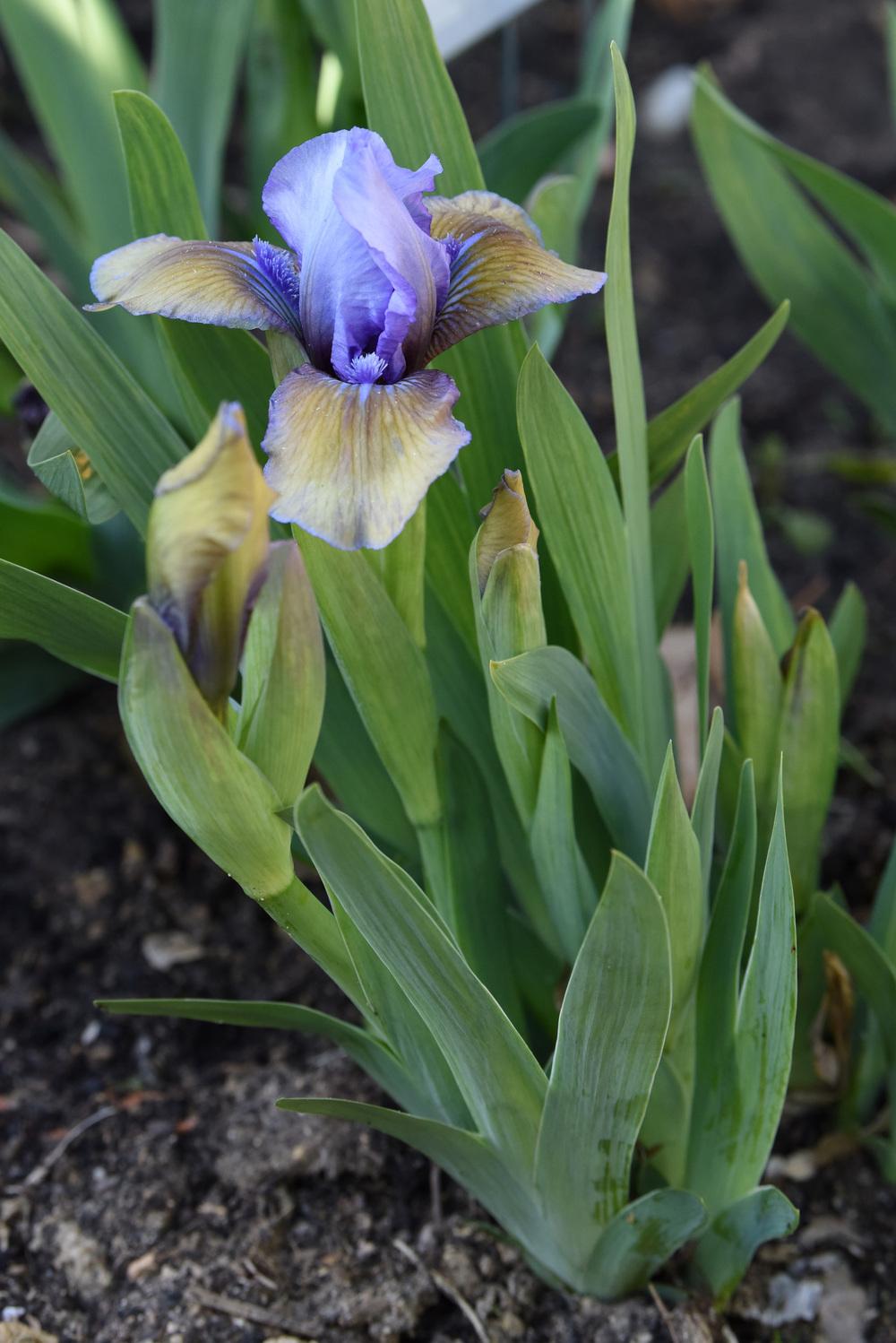 Photo of Standard Dwarf Bearded Iris (Iris 'Blueberry Tart') uploaded by cliftoncat