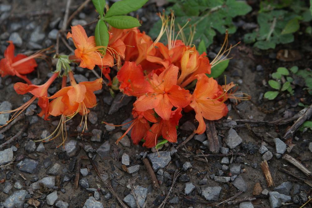 Photo of Flame Azalea (Rhododendron calendulaceum) uploaded by Lucichar