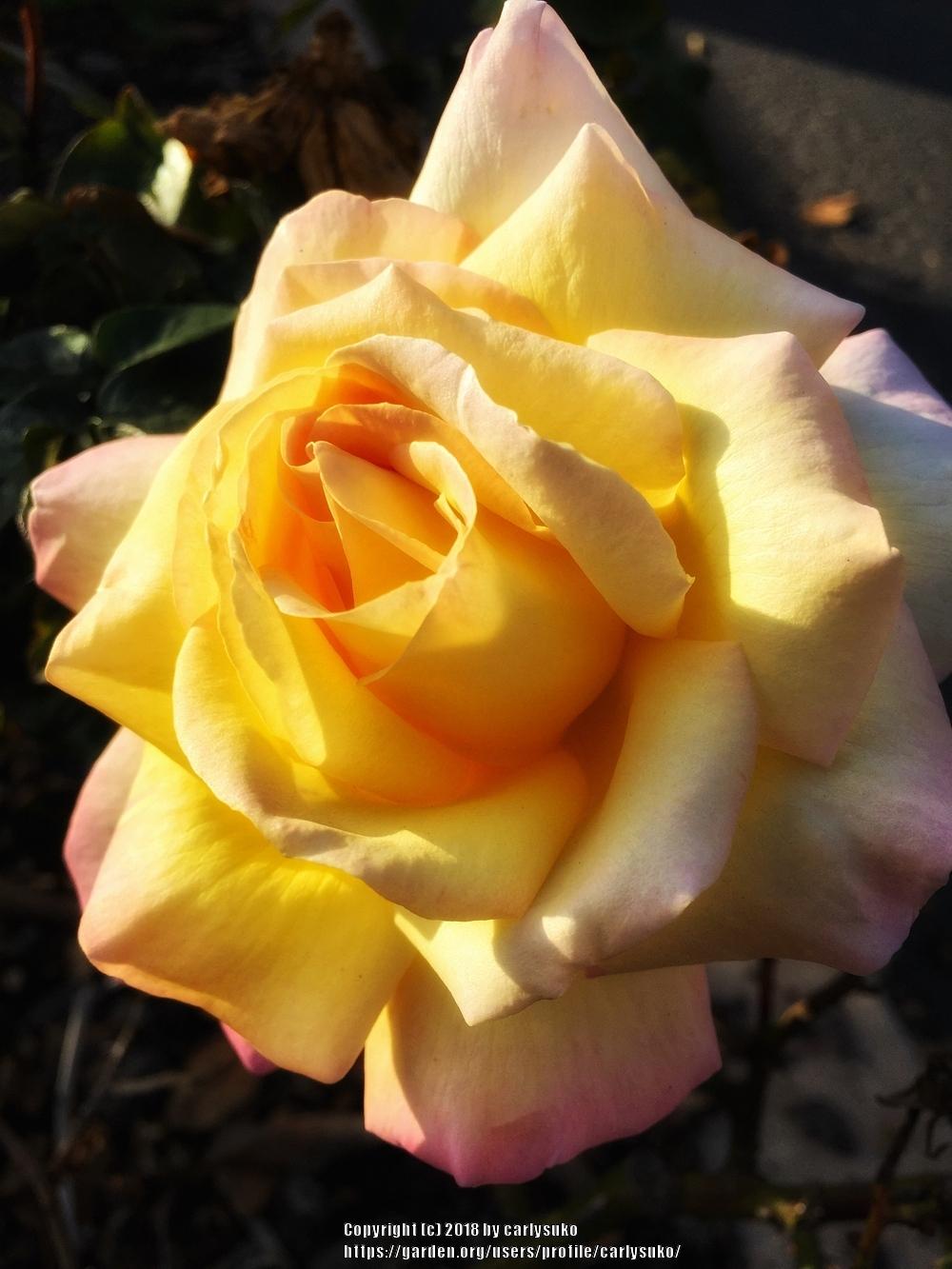 Photo of Hybrid Tea Rose (Rosa 'Peace') uploaded by carlysuko