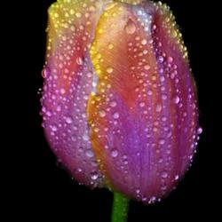 Location: Botanical Gardens of the State of Georgia...Athens, Ga
Date: 2018-04-06
Dewdrop Covered Tulip 005