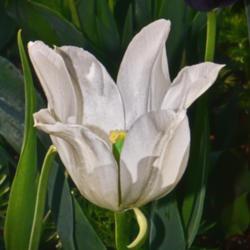 Location: Botanical Gardens of the State of Georgia...Athens, Ga
Date: 2018-04-06
White Tulip 008