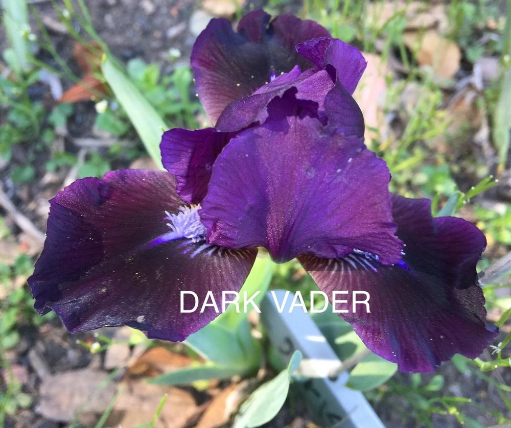 Photo of Standard Dwarf Bearded Iris (Iris 'Dark Vader') uploaded by Charriet