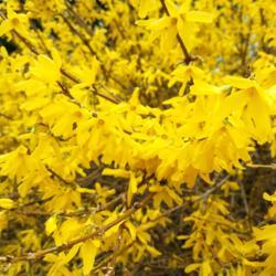 Location: Wilmington, Delaware USA
Date: 2018-04-07
Blooming Forsythia is a sure sign of spring!