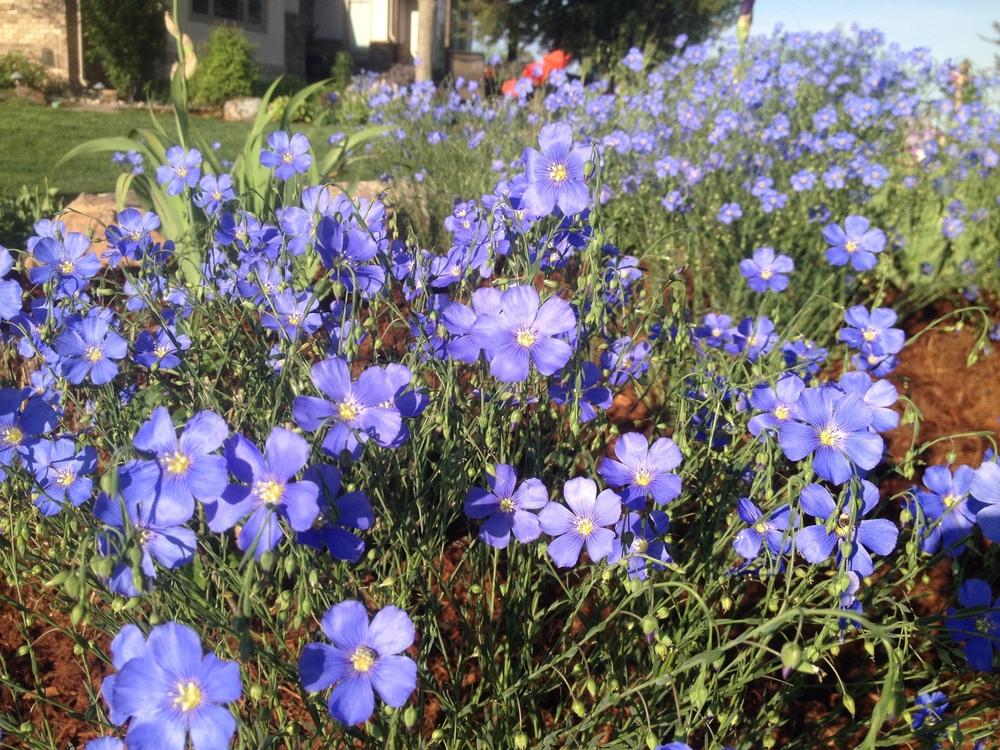Photo of Blue Flax (Linum perenne) uploaded by denahpalser