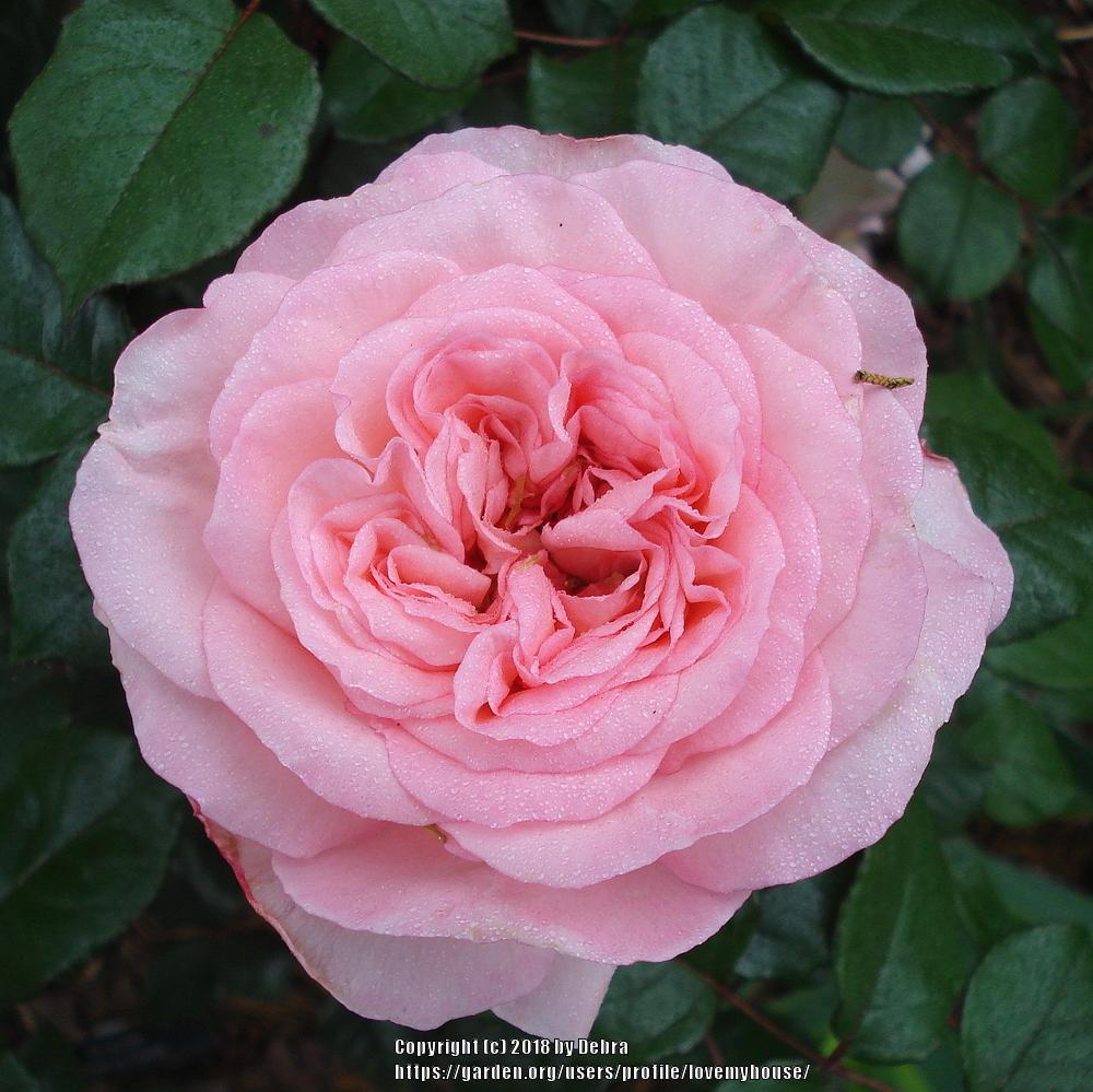 Roses Plant Care and Collection of Varieties