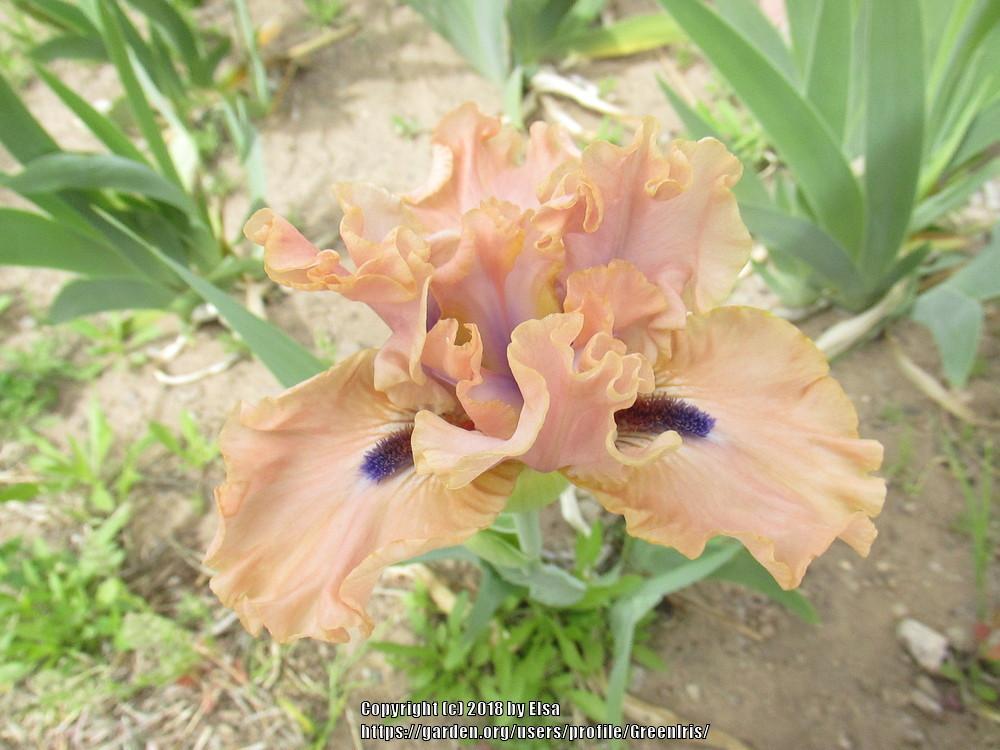 Photo of Intermediate Bearded Iris (Iris 'Bahama Blues') uploaded by GreenIris