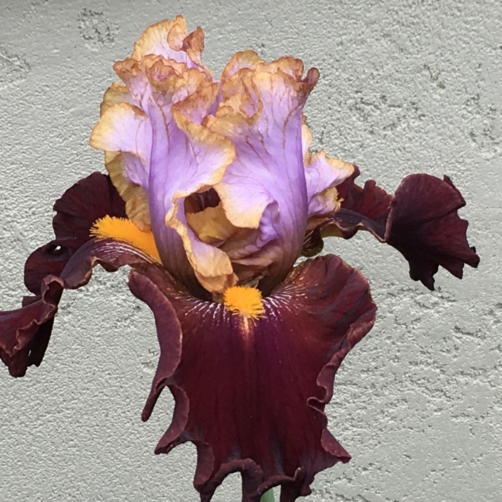 Photo of Tall Bearded Iris (Iris 'Plot Line') uploaded by lilpod13