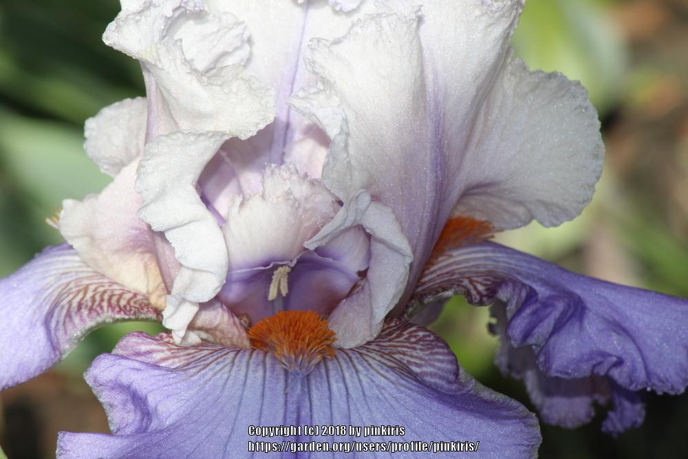 Photo of Tall Bearded Iris (Iris 'Firebeard') uploaded by pinkiris