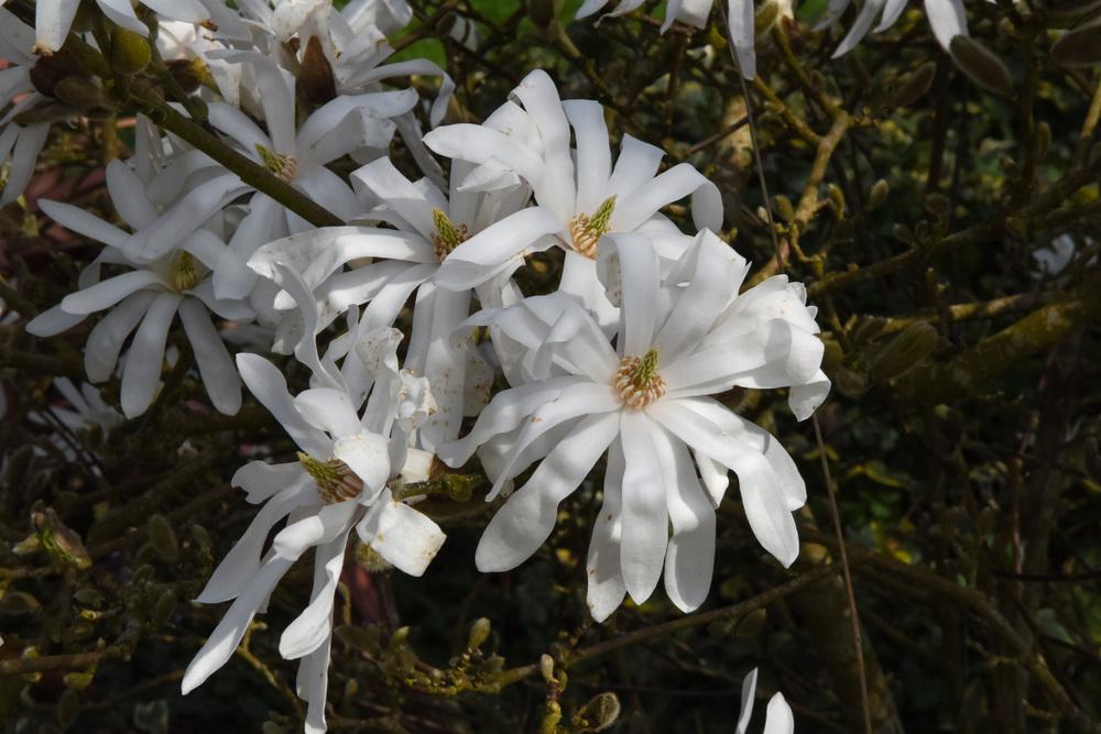 Photo of Star Magnolia (Magnolia stellata) uploaded by cliftoncat