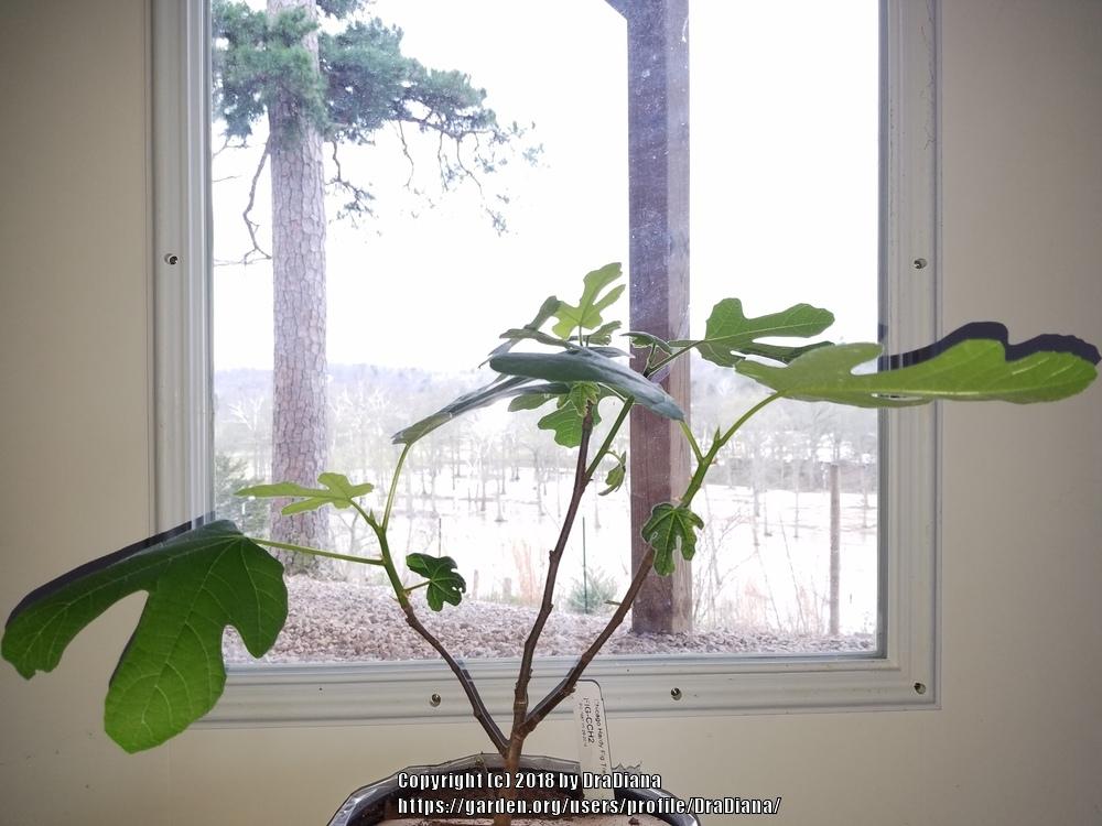 Photo of Common Fig (Ficus carica 'Chicago Hardy') uploaded by DraDiana