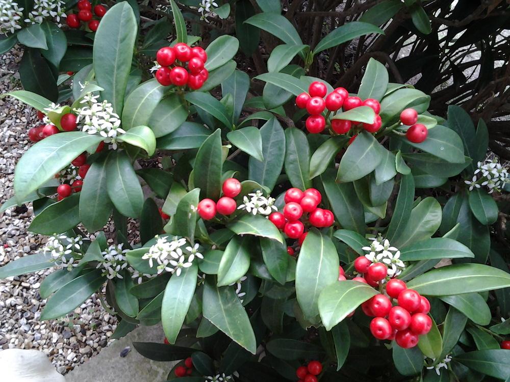 Photo of Japanese Skimmia (Skimmia japonica) uploaded by Maman