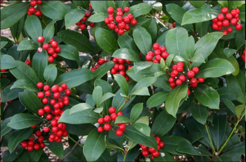 Photo of Japanese Skimmia (Skimmia japonica) uploaded by csandt