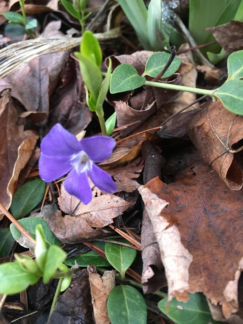 Photo of Lesser Periwinkle (Vinca minor) uploaded by Lucichar