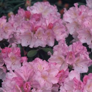 Photo of Rhododendron (Rhododendron yakushimanum 'Ken Janeck') uploaded by Joy