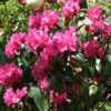 Photo courtesy of Rhododendrons Direct. Used with permission.