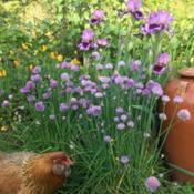 With Poppy the chicken and chives in foreground