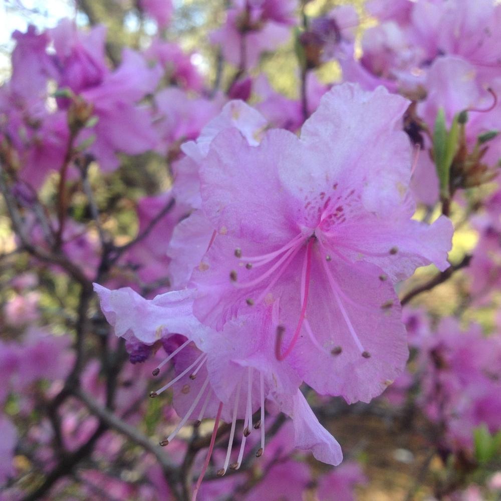 Photo of Korean Rhododendron (Rhododendron mucronulatum) uploaded by csandt