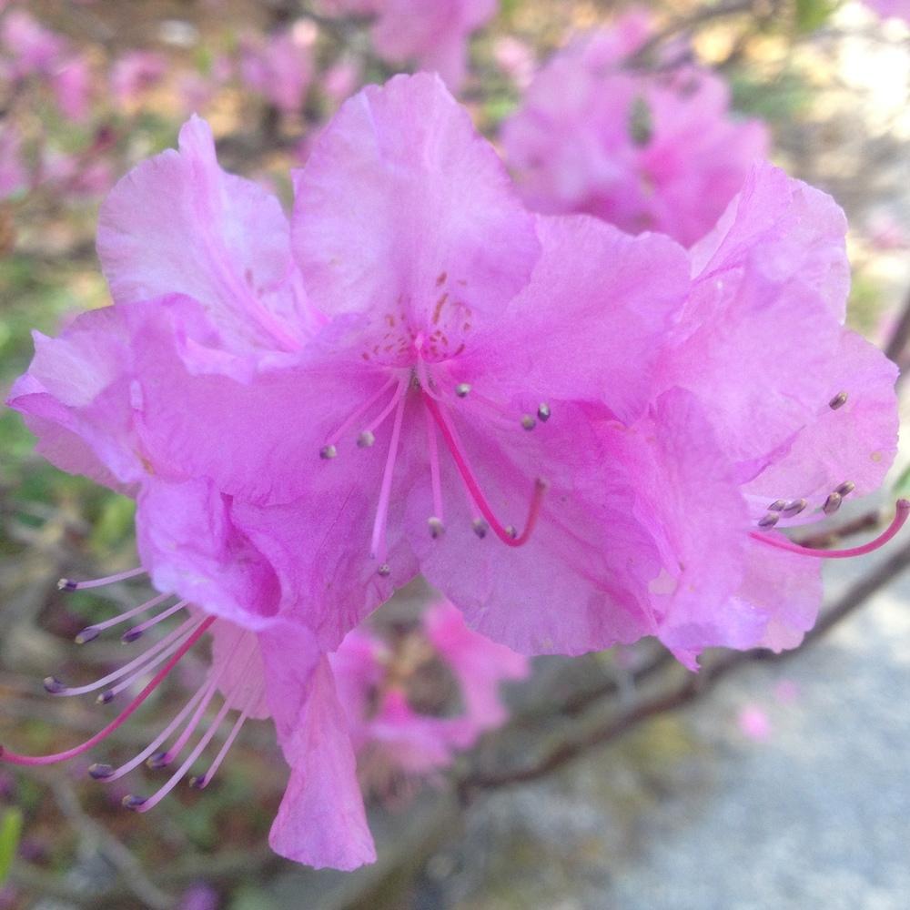 Photo of Korean Rhododendron (Rhododendron mucronulatum) uploaded by csandt