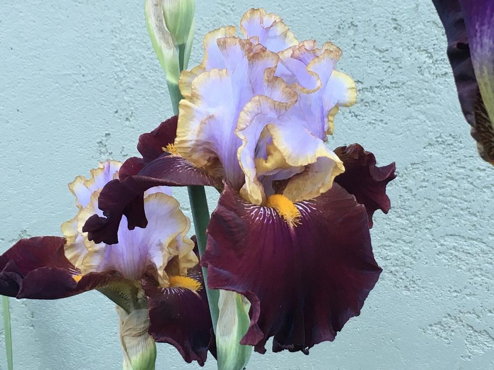 Photo of Tall Bearded Iris (Iris 'Plot Line') uploaded by lilpod13