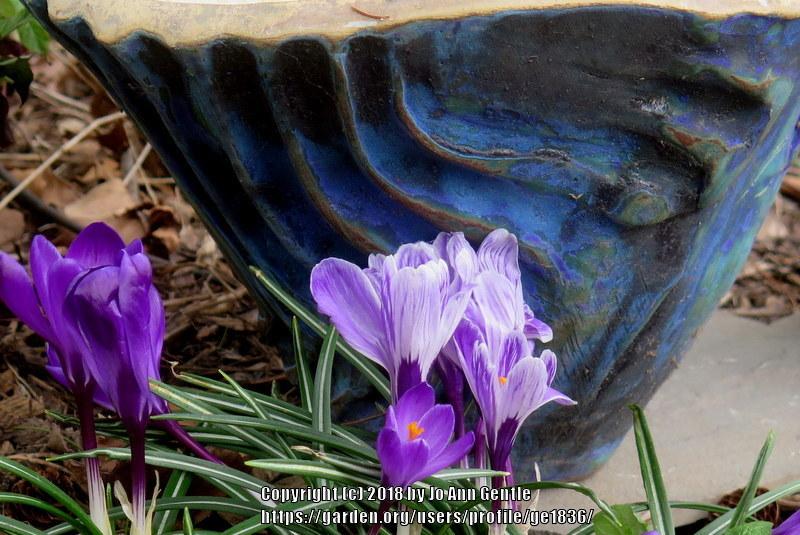 Photo of Spring Crocus (Crocus vernus 'Pickwick') uploaded by ge1836