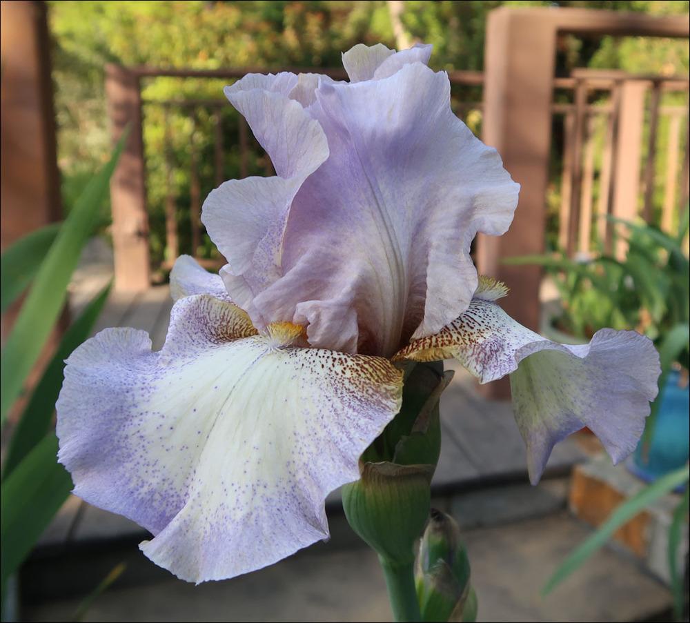 Photo of Tall Bearded Iris (Iris 'Hidden Gem') uploaded by Polymerous