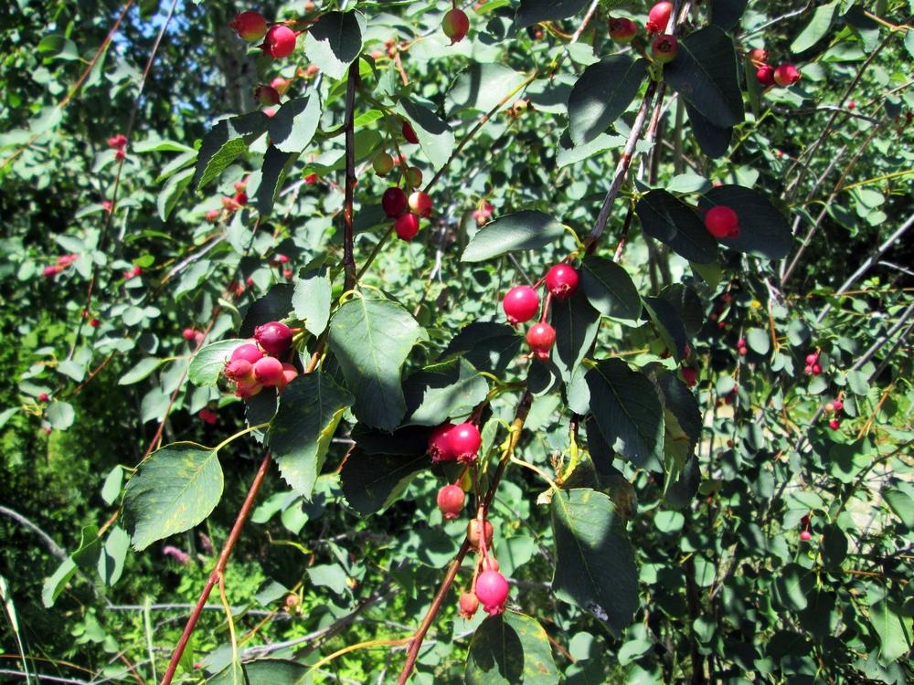 Photo of Serviceberry (Amelanchier alnifolia) uploaded by lauribob