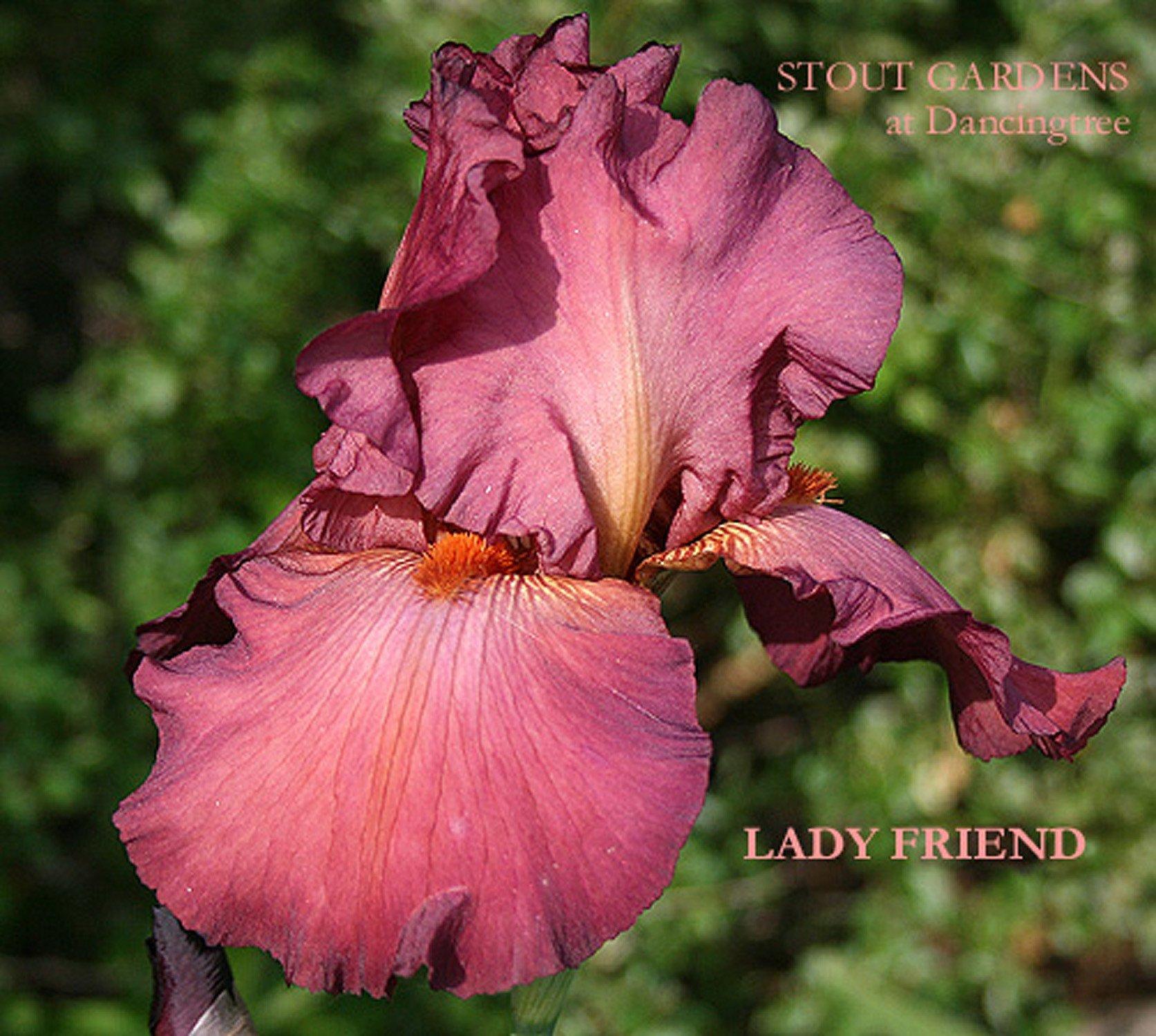 Photo of Tall Bearded Iris (Iris 'Lady Friend') uploaded by Joy