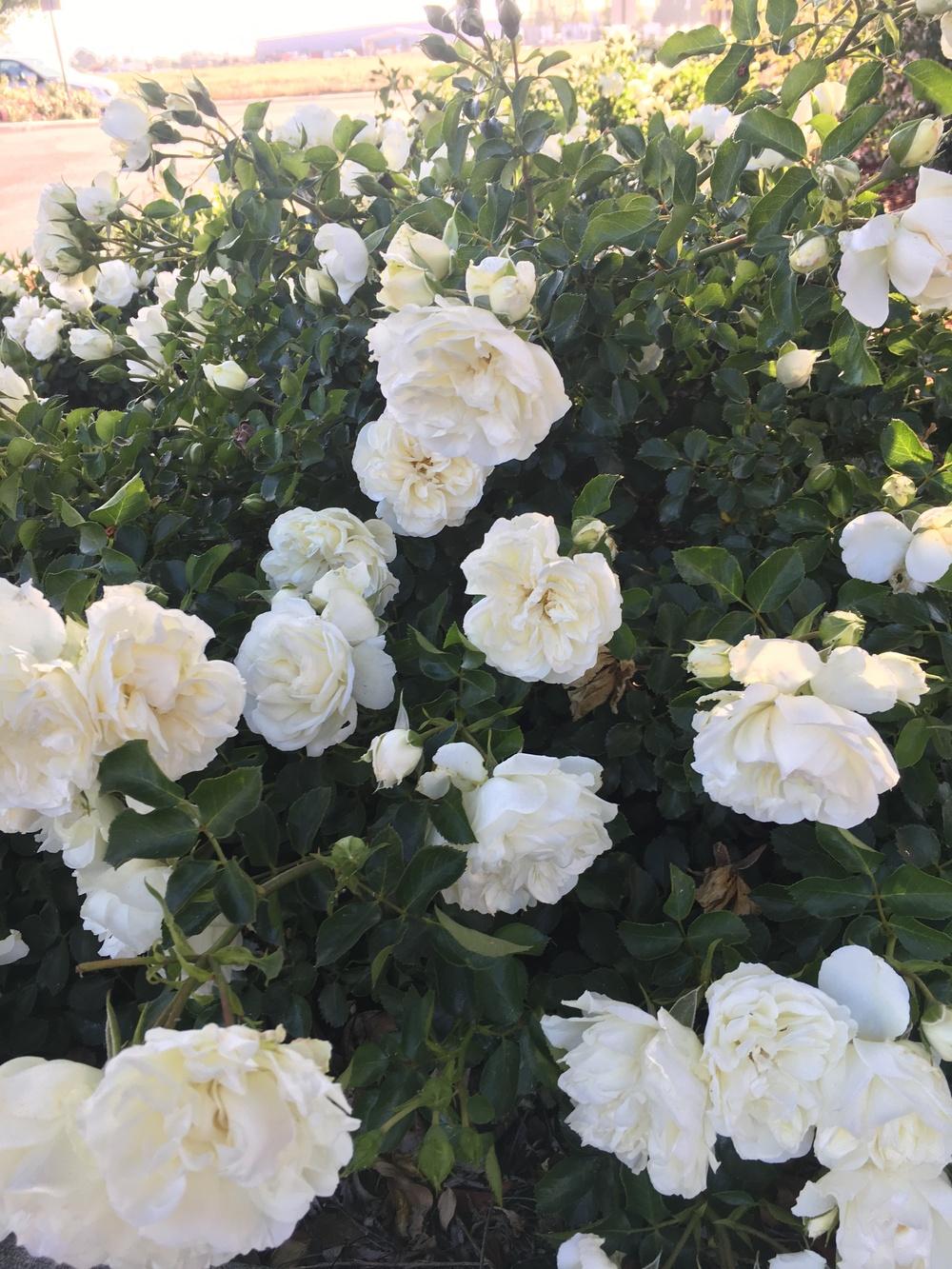 Photo of Roses (Rosa) uploaded by MindiHammerstone