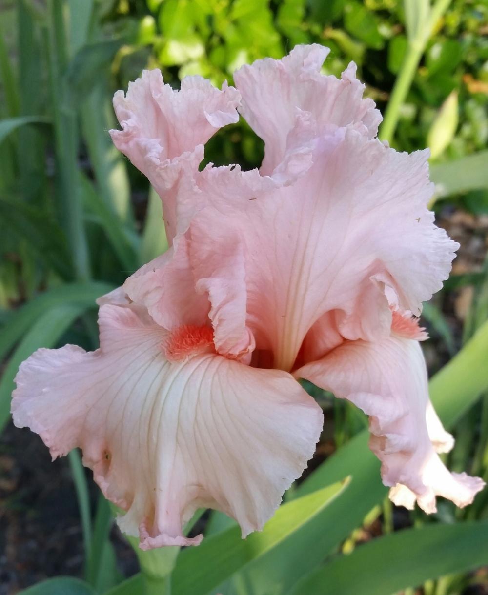 Photo of Tall Bearded Iris (Iris 'Happenstance') uploaded by FAIRYROSE