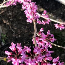 Location: My garden, central NJ, Zone 7A
Date: 2018-04-28
Chinese Redbud in Spring bloom.