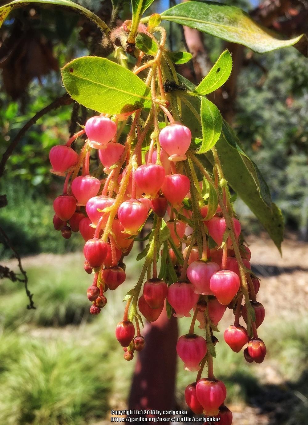 Photo of Strawberry Tree (Arbutus 'Marina') uploaded by carlysuko
