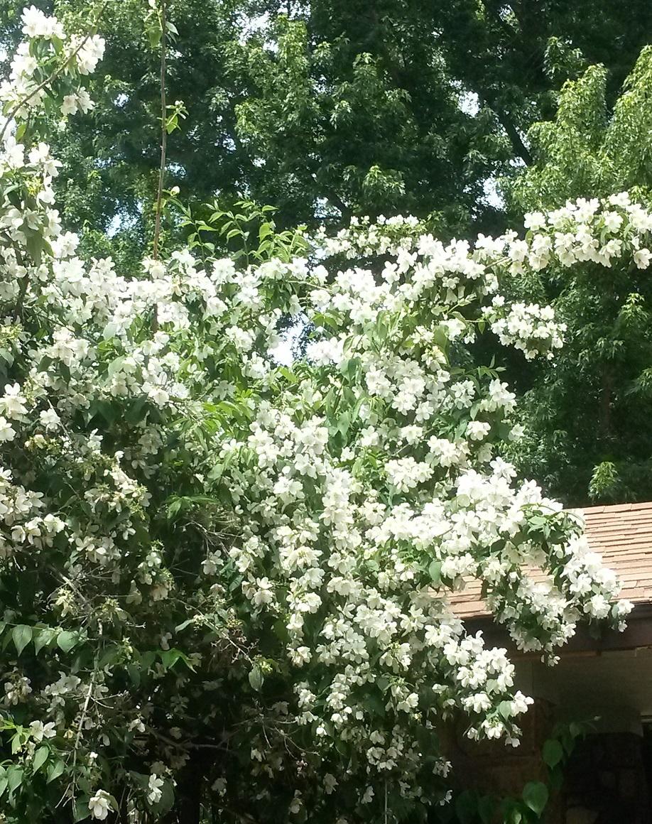 Mock Oranges Plant Care and Collection of Varieties