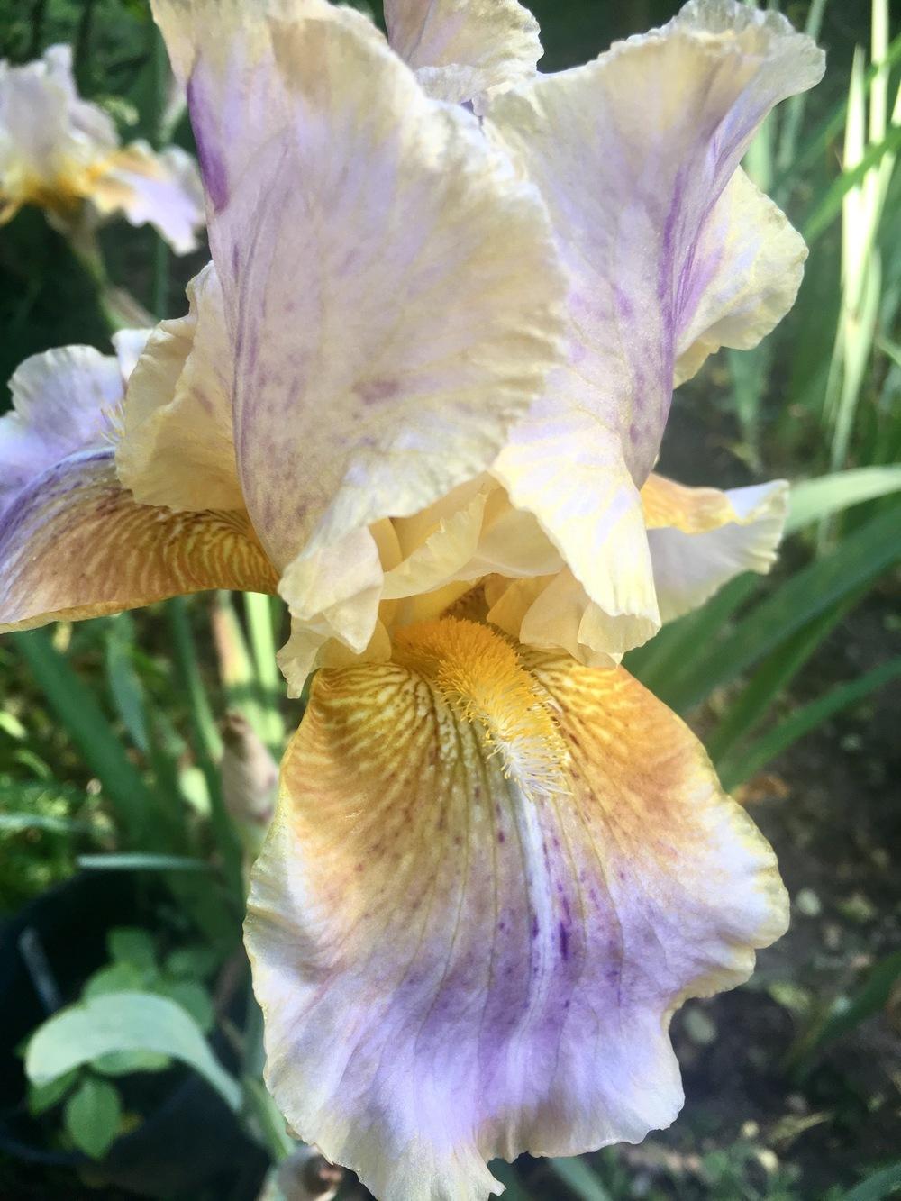Photo of Tall Bearded Iris (Iris 'Circus Top') uploaded by Calif_Sue