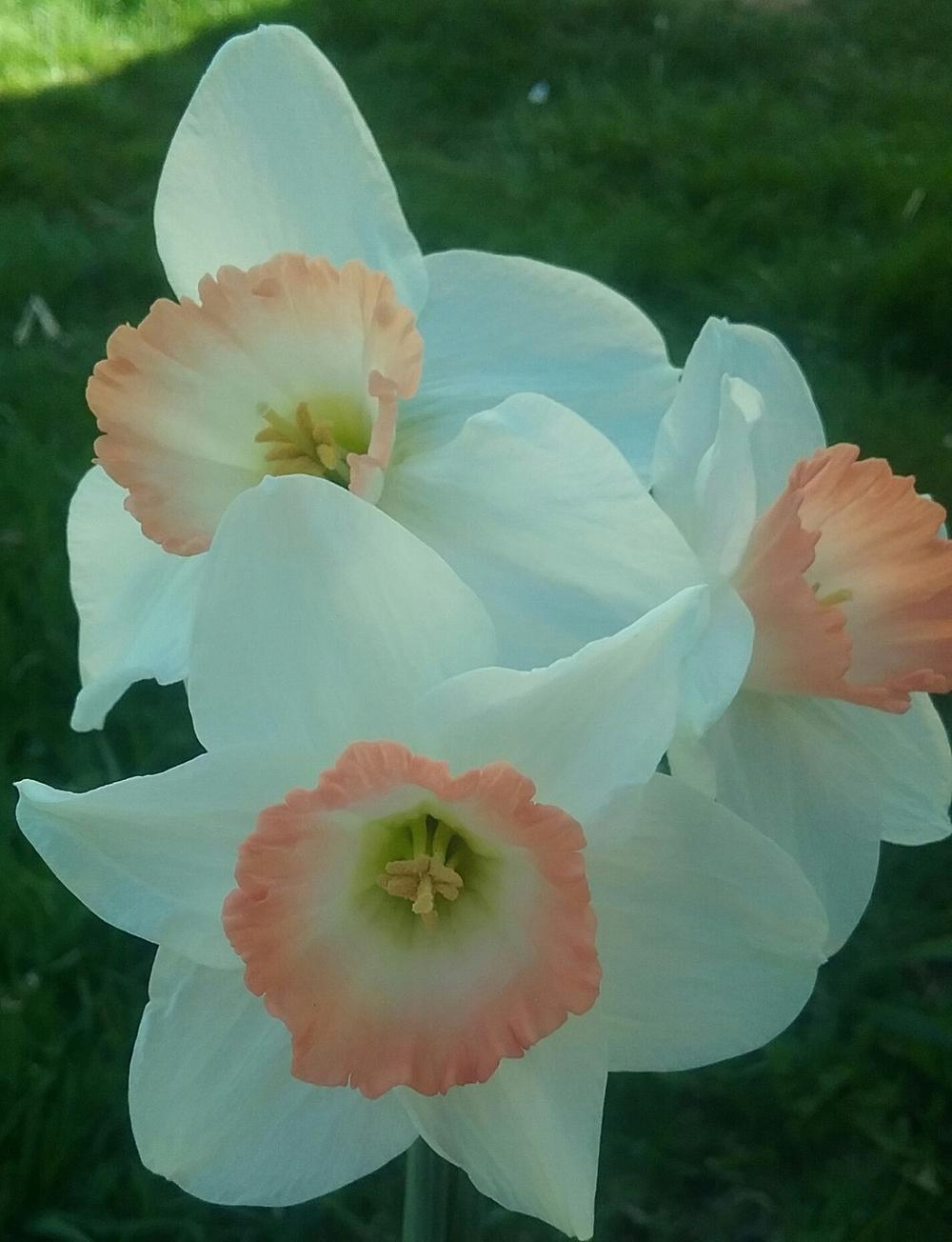 Photo of Large-Cupped Daffodil (Narcissus 'Pink Charm') uploaded by Tiff2884