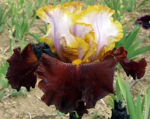 Photo of Tall Bearded Iris (Iris 'Plot Line') uploaded by Joy