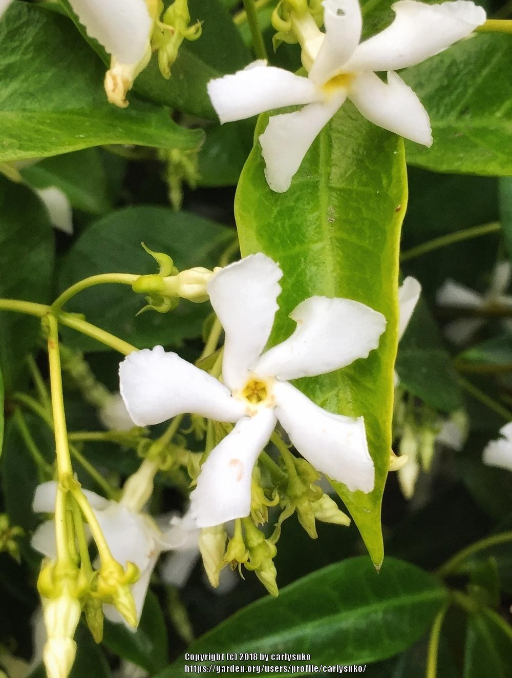 Photo of Star Jasmine (Trachelospermum jasminoides) uploaded by carlysuko