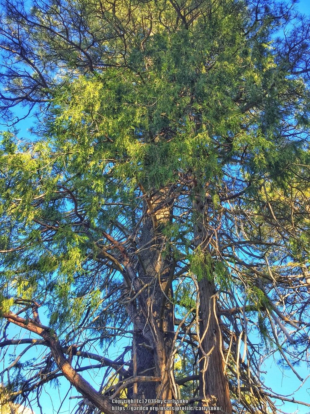 Photo of Incense Cedar (Calocedrus decurrens) uploaded by carlysuko