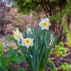 Location: Clinton, Michigan 49236
Date: 2018-05-06
"Narcissus, 2018 photo, Daffodil, (BWS), USDA Hardiness Zone 3-7,