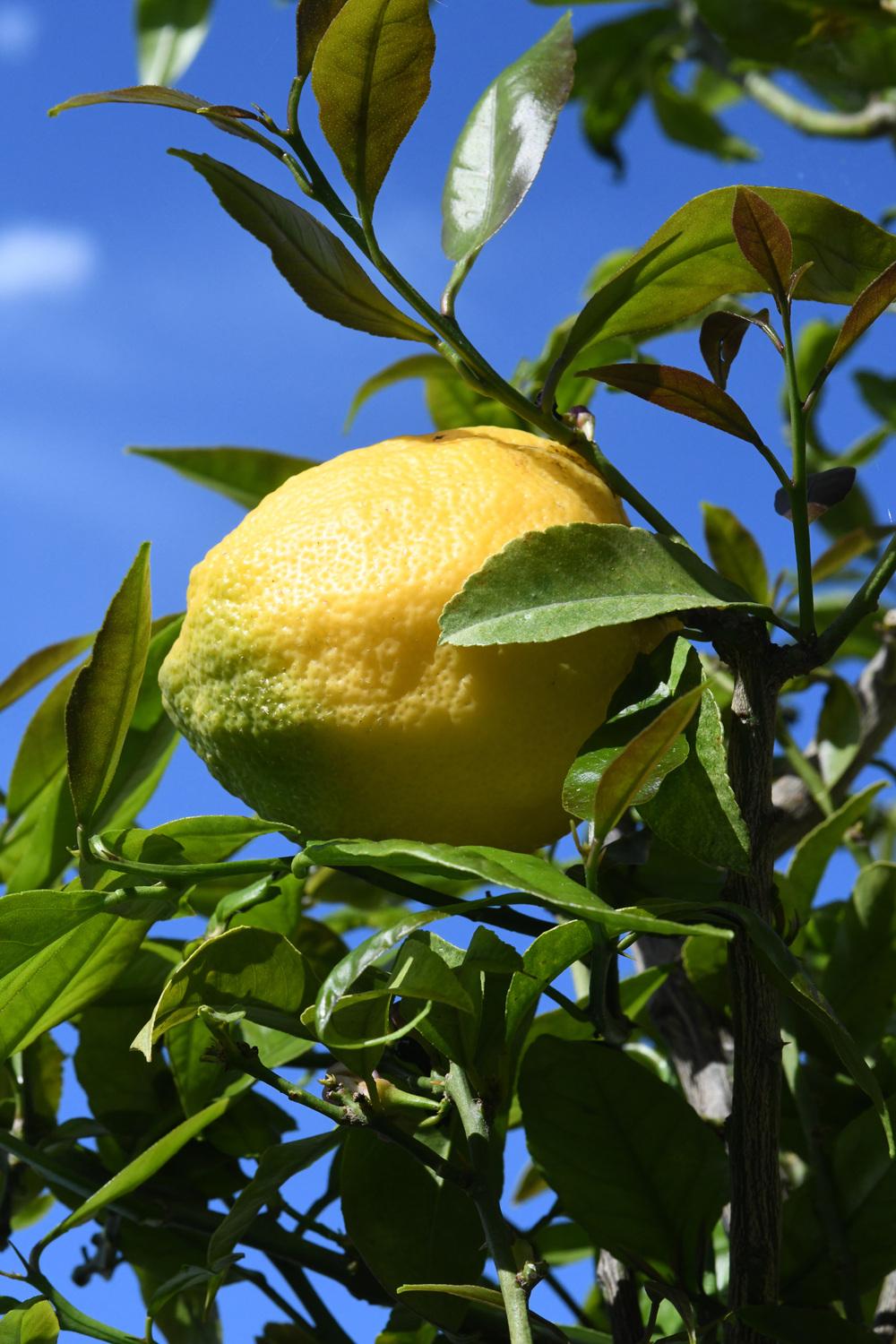 Photo of Lemon (Citrus x limon) uploaded by cliftoncat
