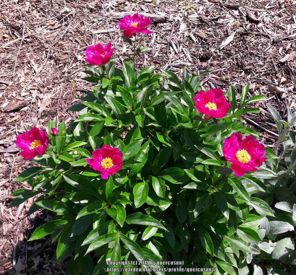 Photo of Peonies (Paeonia) uploaded by quercusnut