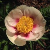 First bloom on a first year plant from Adelman Peony Gardens