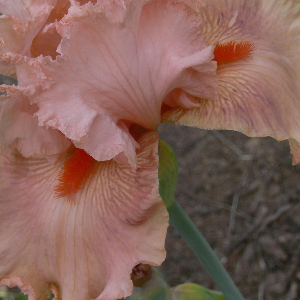 Photo of Tall Bearded Iris (Iris 'Augustine') uploaded by janwax