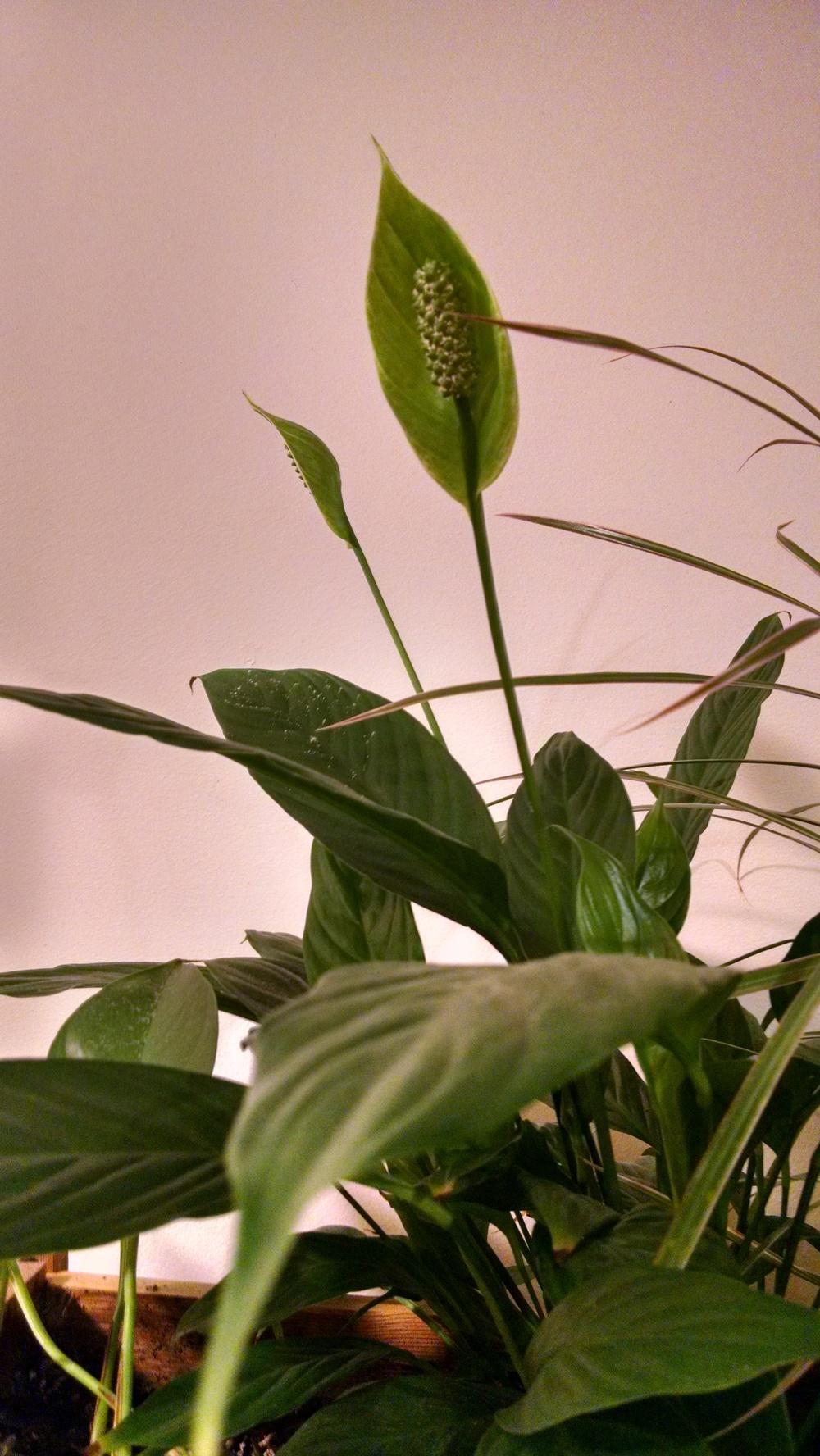Photo of Peace Lilies (Spathiphyllum) uploaded by joannakat